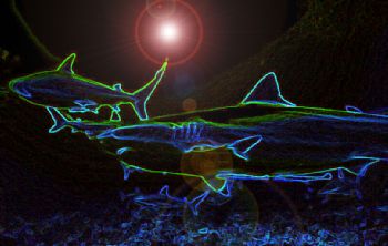 "Electrifying"  Taken in Roatan, Honduras w/NikV, 15mm le... by Beverly Speed 